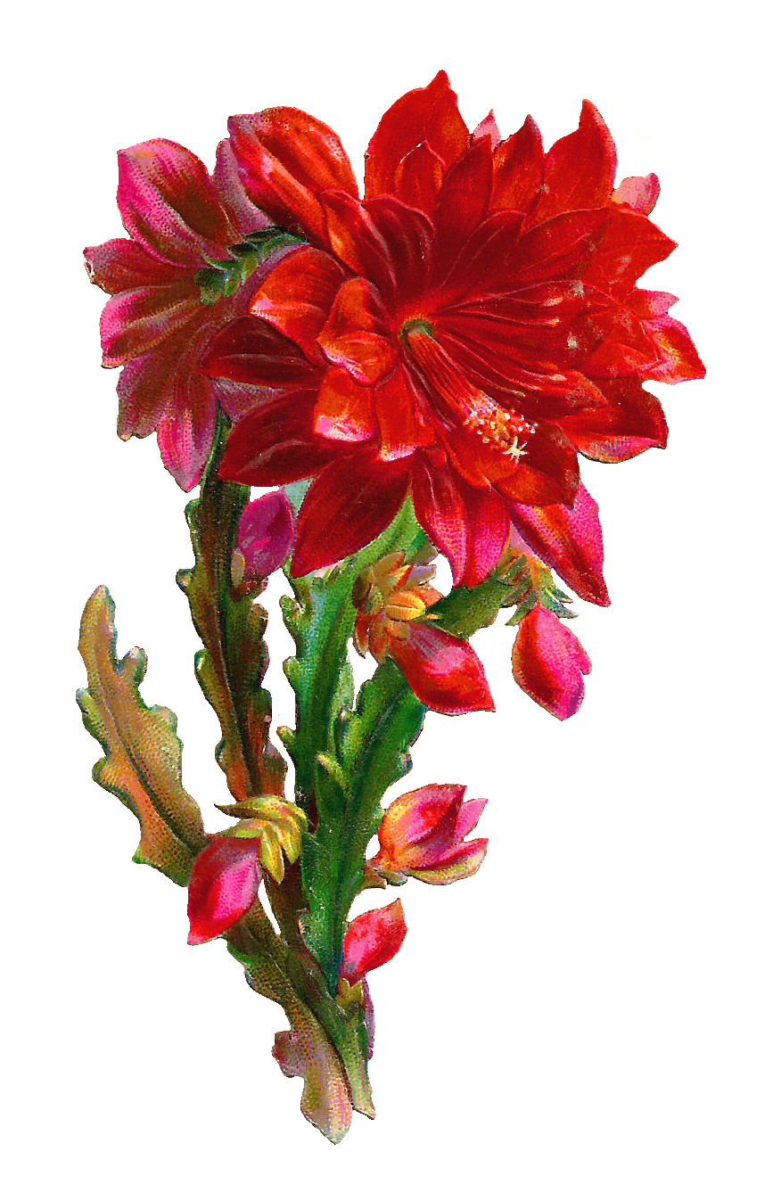 Antique Images: Free Digital Flower Scrap: Beautiful Red Flower ...