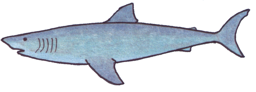 lemon shark clipart - photo #20