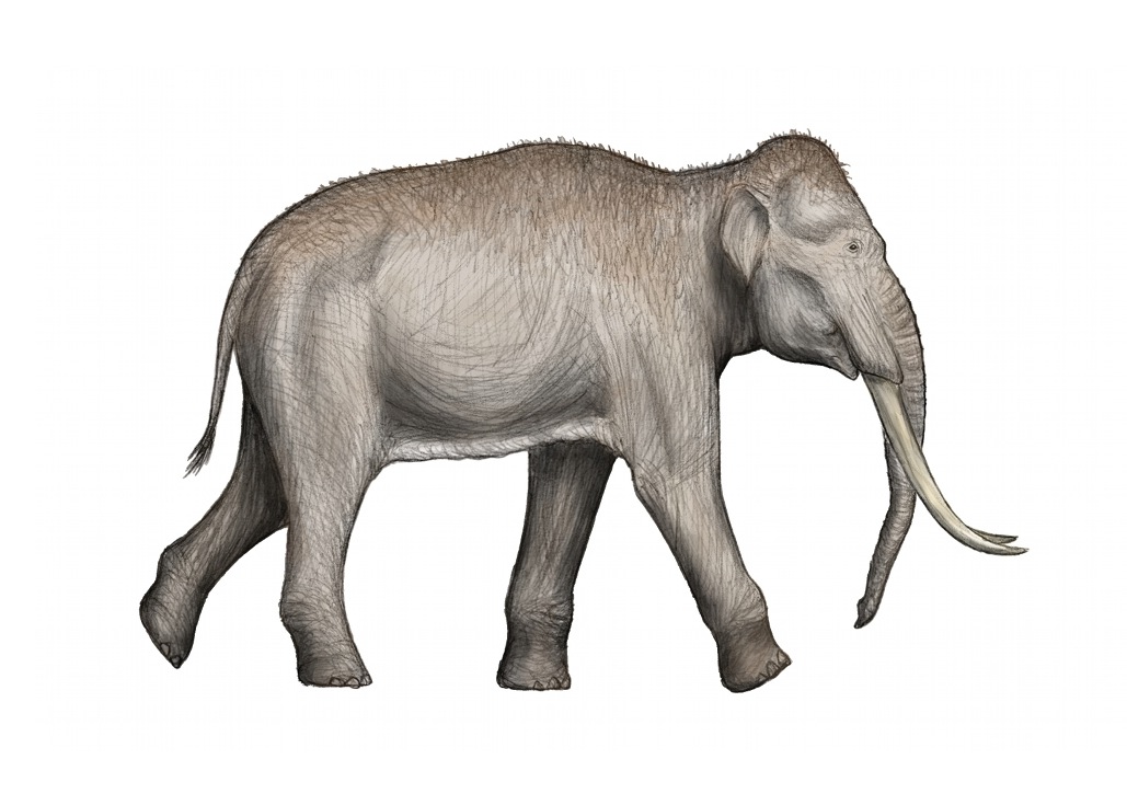 Straight-tusked elephant - Wikipedia, the free encyclopedia