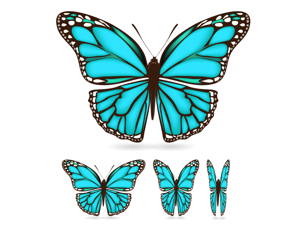 Beautiful butterfly 03 vector Free Vector / 4Vector