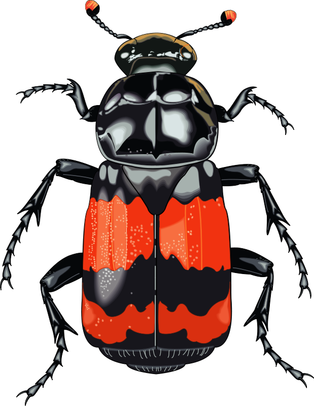 Insect 28 Free Vector / 4Vector