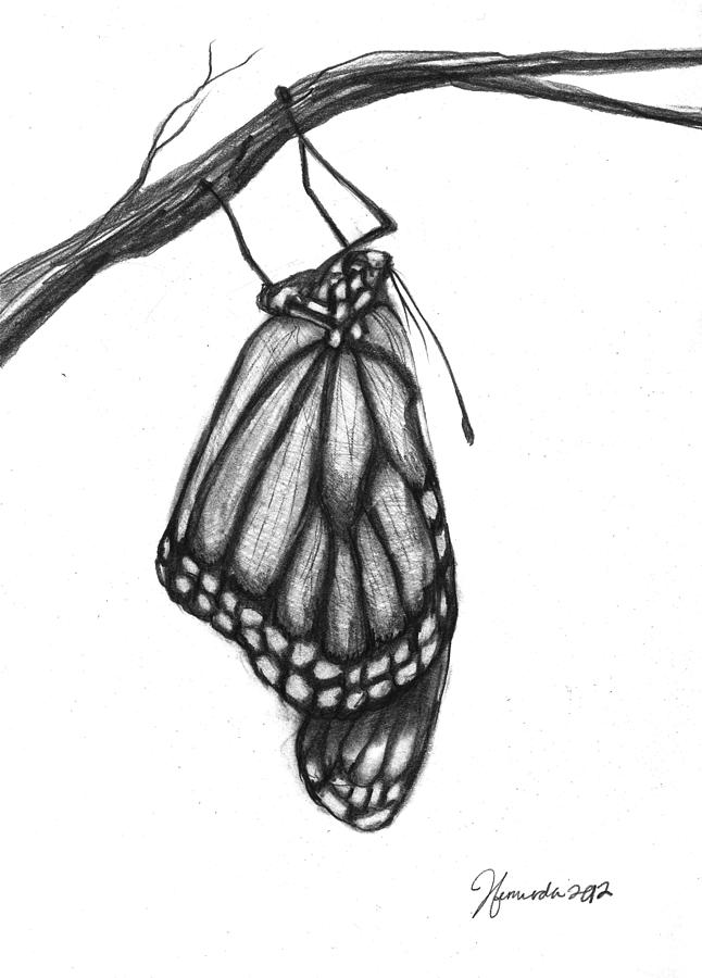 Monarch Butterfly Drawings for Sale