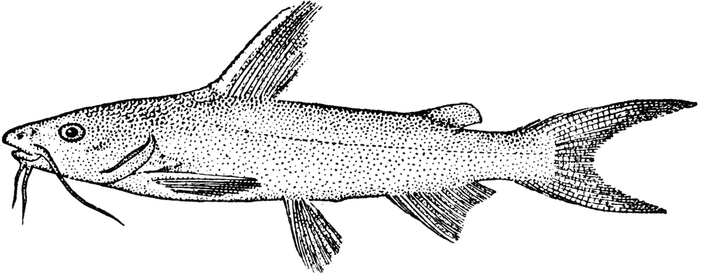 Saltwater Catfish | ClipArt ETC