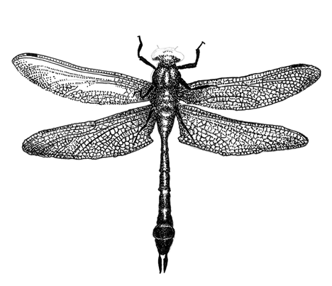 Dragonfly Drawings Designs - ClipArt Best