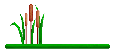 Three Cattails On A Green Line