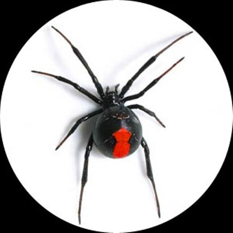 Spider Control | Redback | White Tail | Funnel Web | Spiders