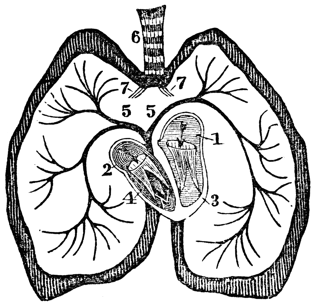 The Heart Diagram Unlabeled