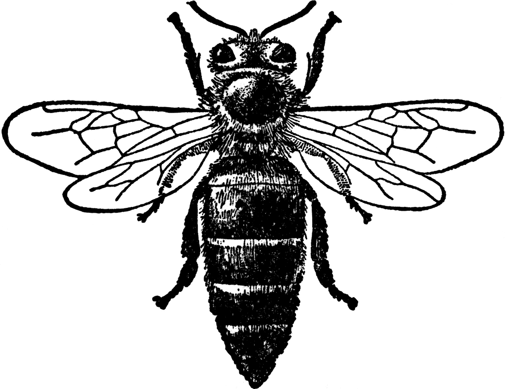 Honey Bee Drawing - Gallery