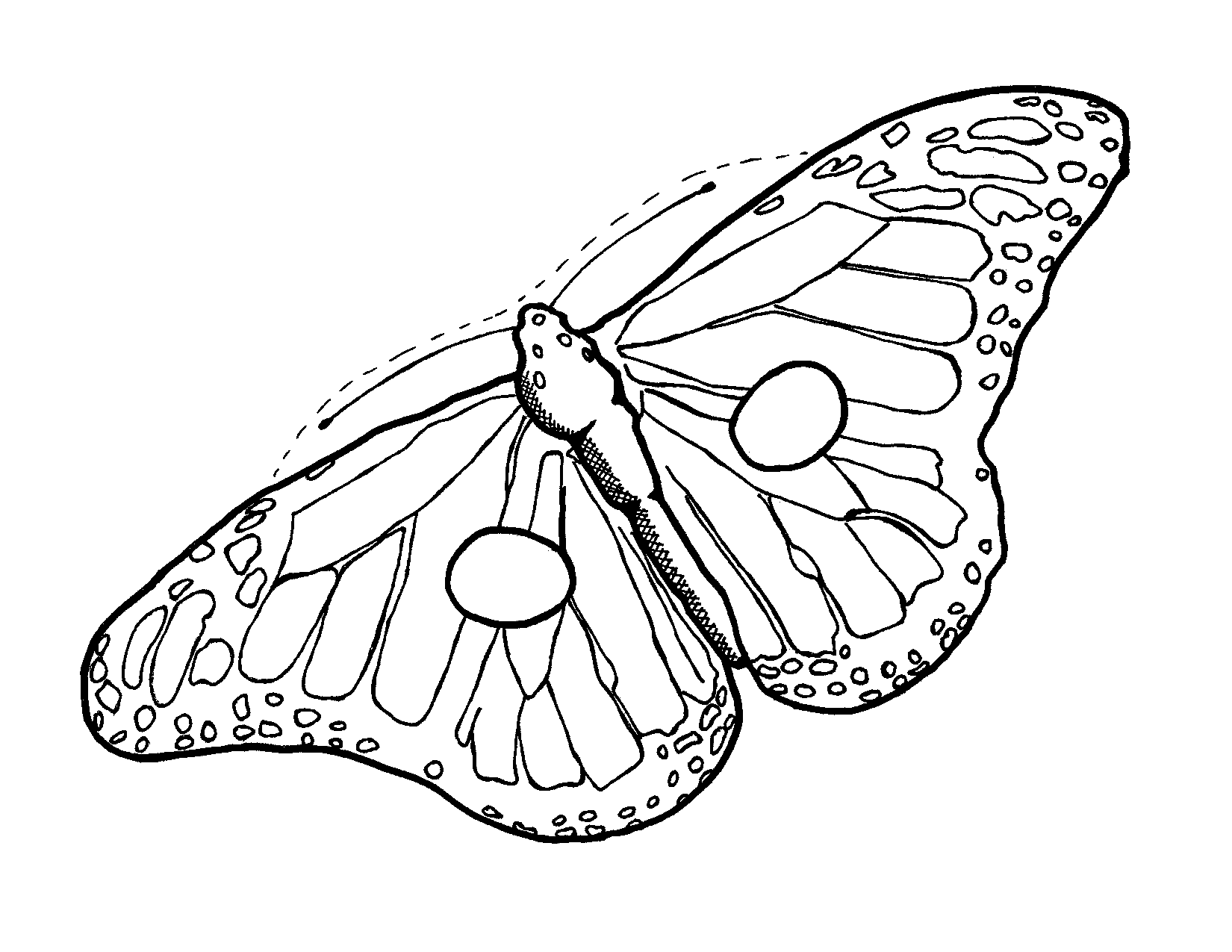 Images For > Butterfly Outline Template