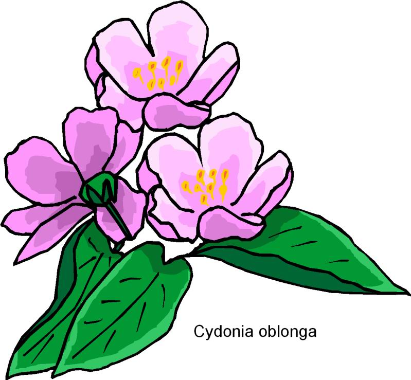 free clipart of easter flowers - photo #44