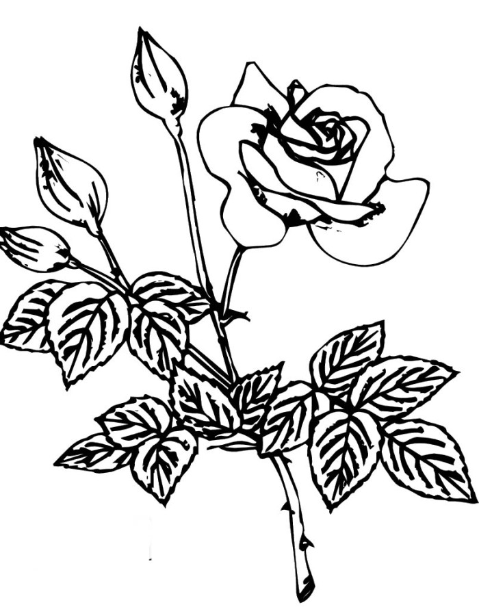 Rose Coloring Sheets Printables - Flowers Coloring Pages : Free ...