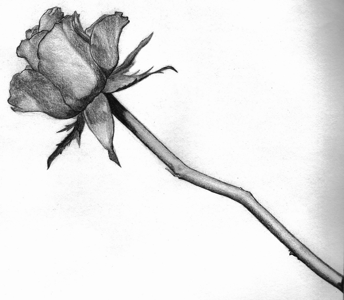 Black And White Rose By Laura-20 On DeviantArt - Cliparts.co