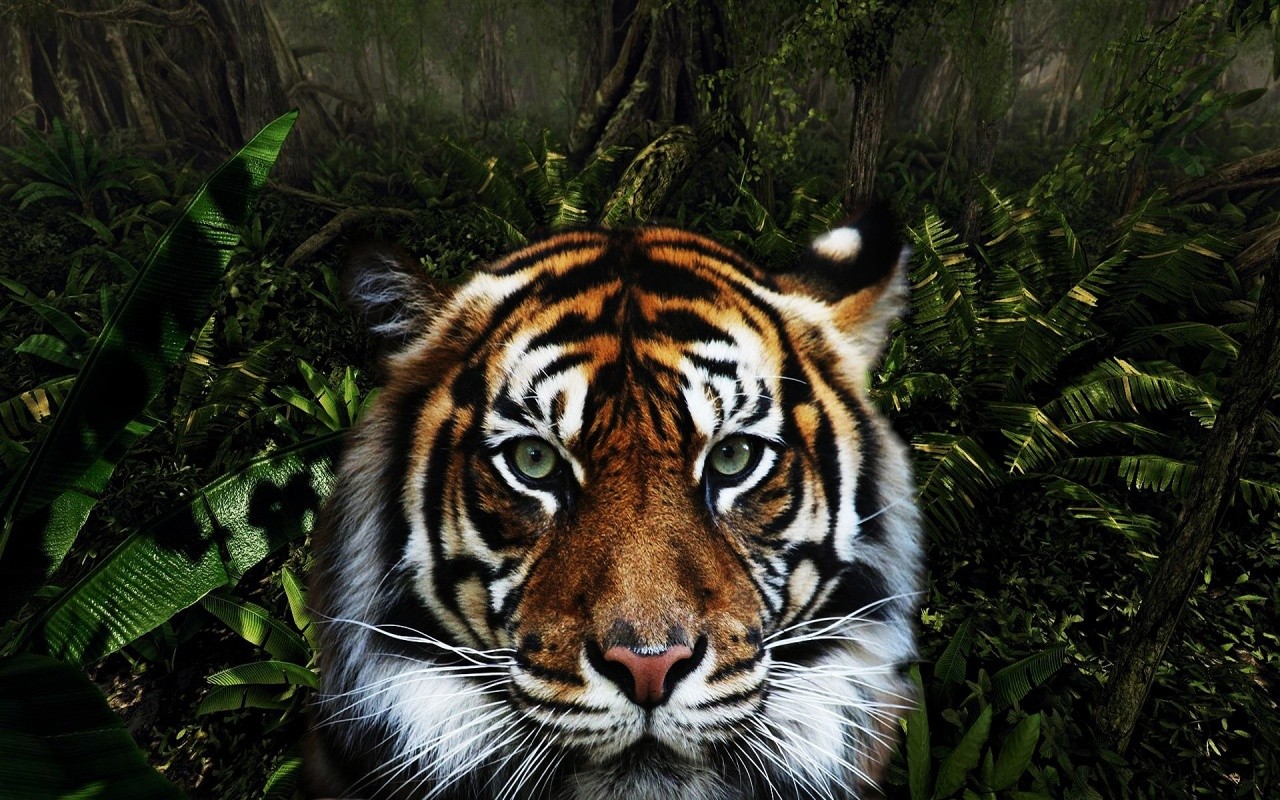 The Tigers Wild Jungle Animals Desktop Wallpap #7004 Wallpaper ...