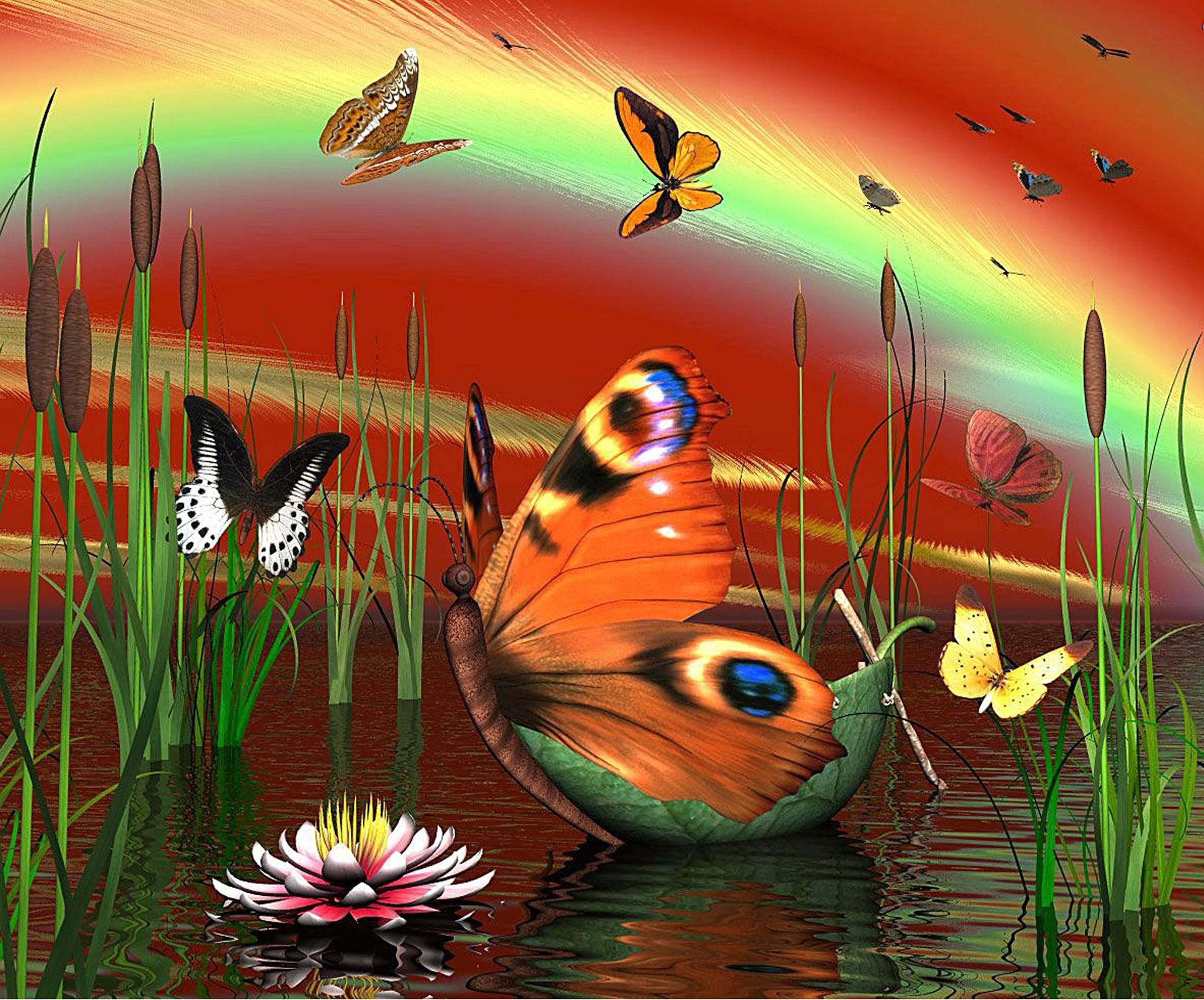 Buterfly Beauty Desktop Background wallpapers HD free - 336562