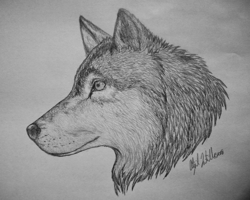 Wolf Drawing Cliparts co
