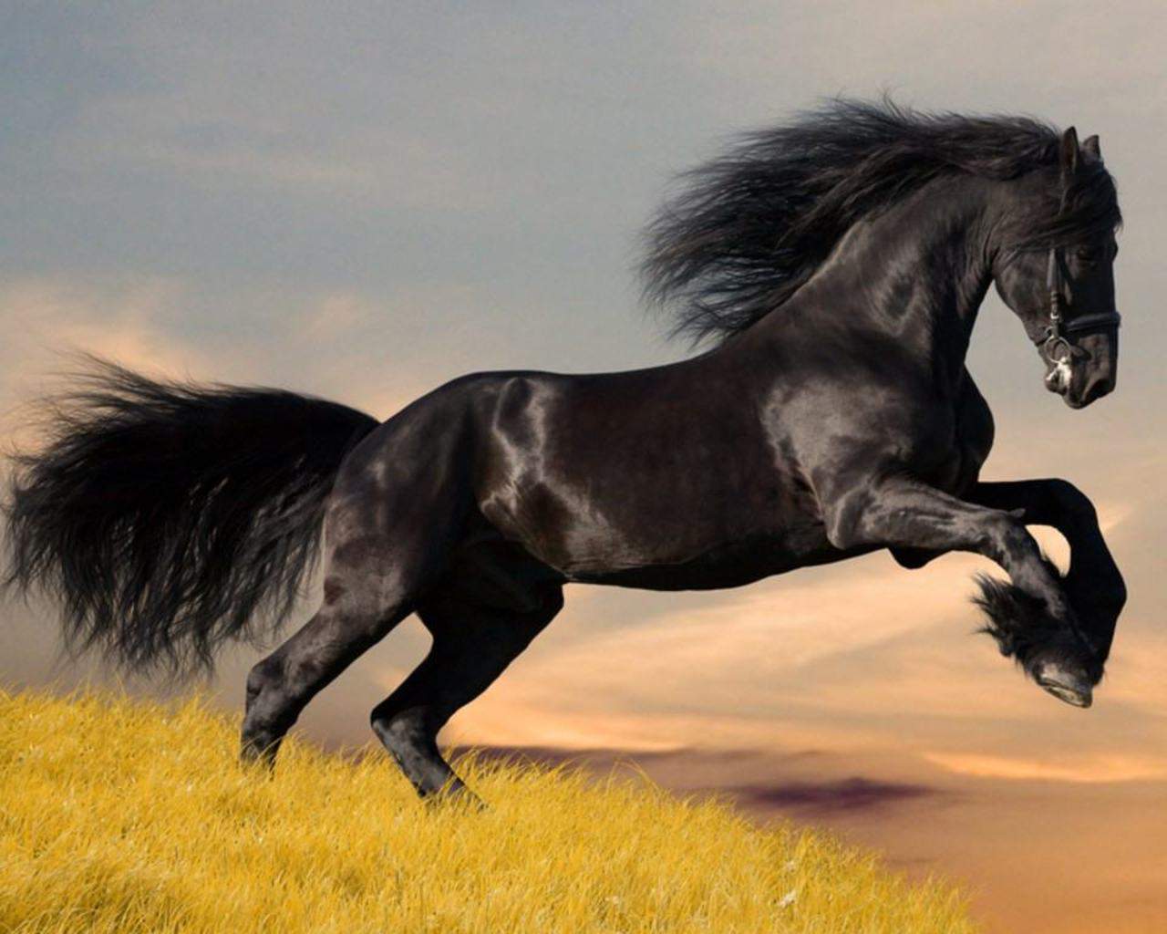 Horse Breeds - Pictures, Description and Information
