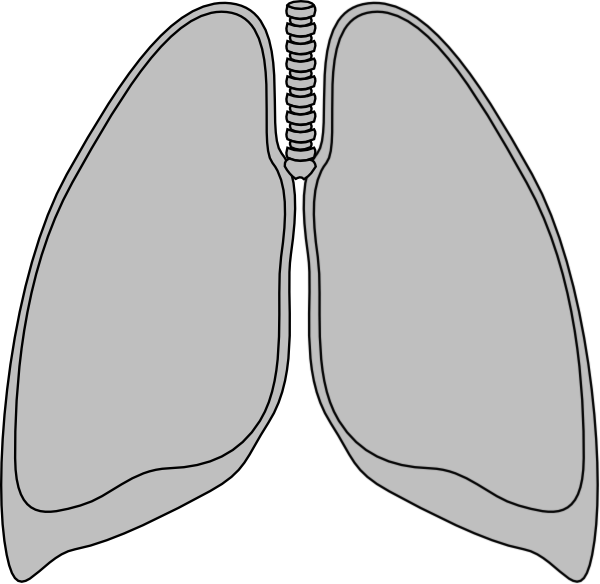 clipart human lungs - photo #43