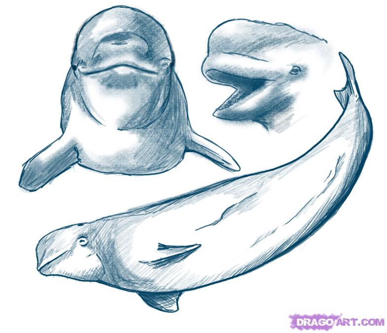 How to Draw a Beluga Whale, Step by Step, Sea animals, Animals ...