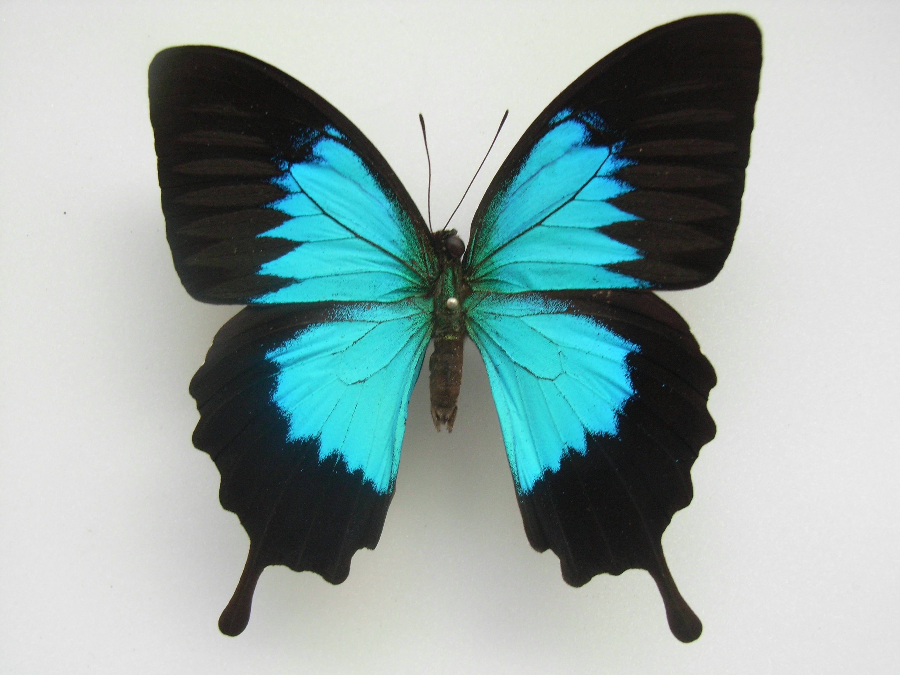 Blue Swallowtail Butterfly HD Wallpaper | Animals Wallpapers