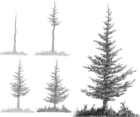 Drawing Time: Spruce Tree