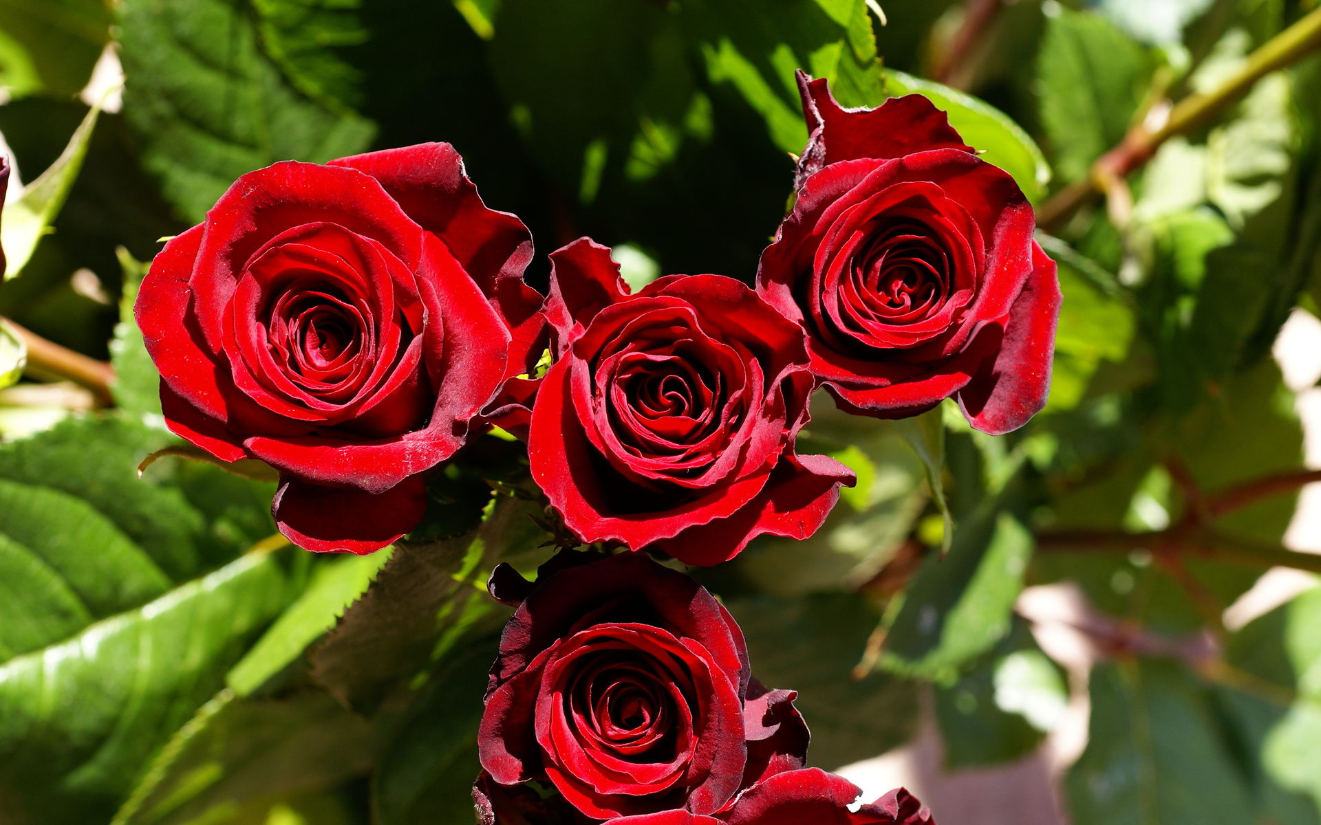 Flower, Roses, Red, Rose, Wallpapers, Pictures, Images - 2008380