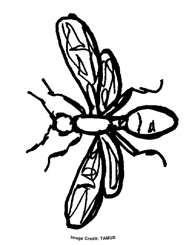 Flying Ant - Free Coloring Pages for Kids - Printable Colouring Sheets