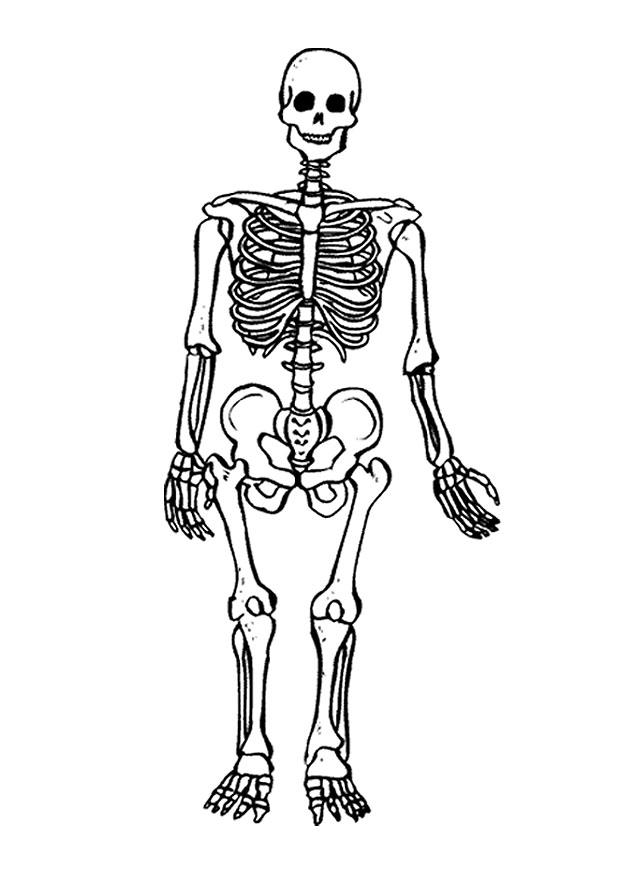 Cartoon Skeleton Images - Cliparts.co