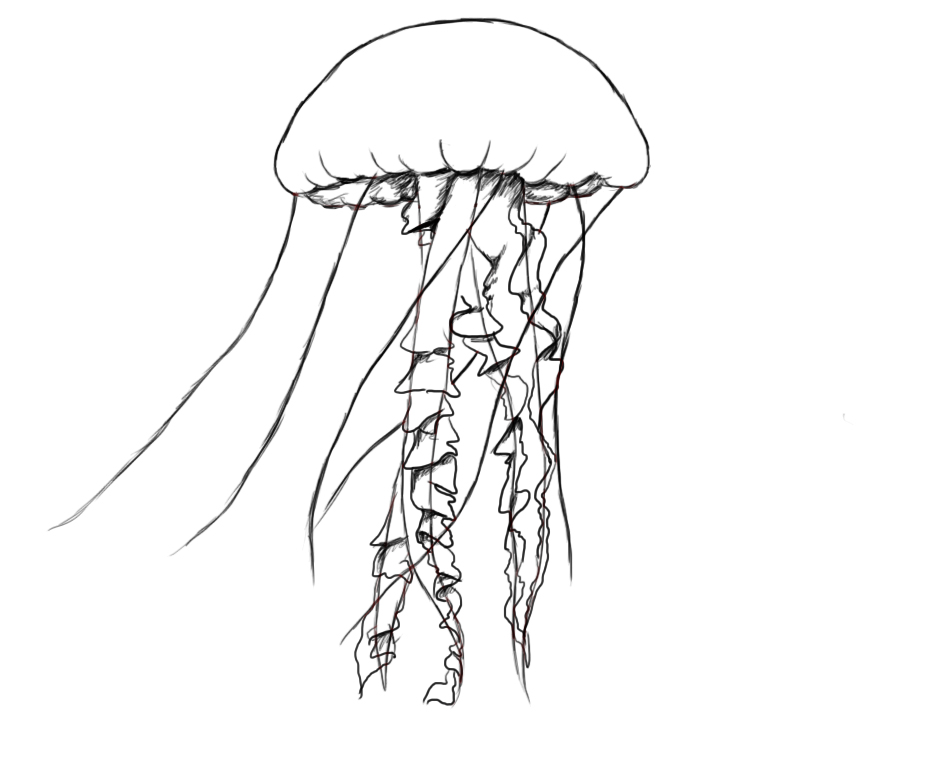Easy To Draw Jellyfish Images & Pictures - Becuo