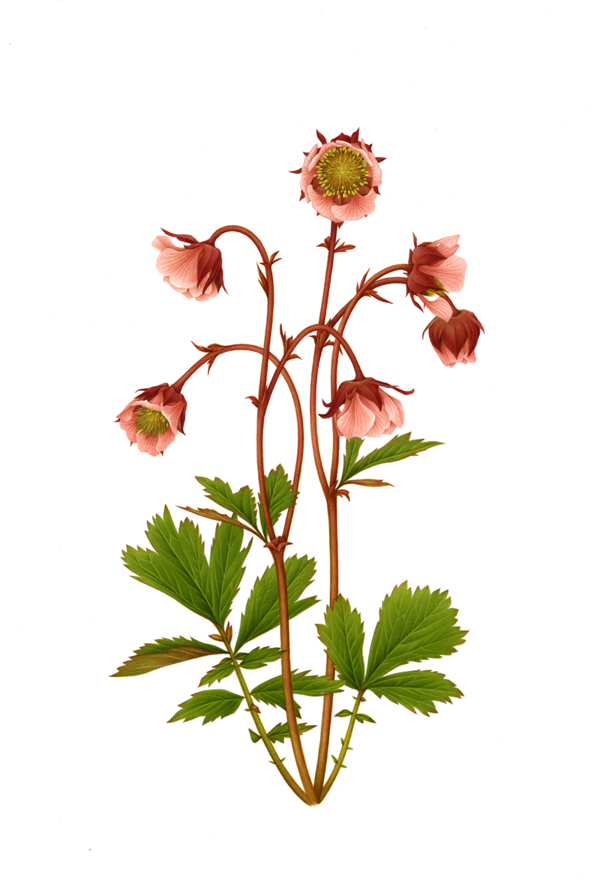 Geum rivale by Irene Laschi | Chelsea Flower Show 2014 | Pinterest