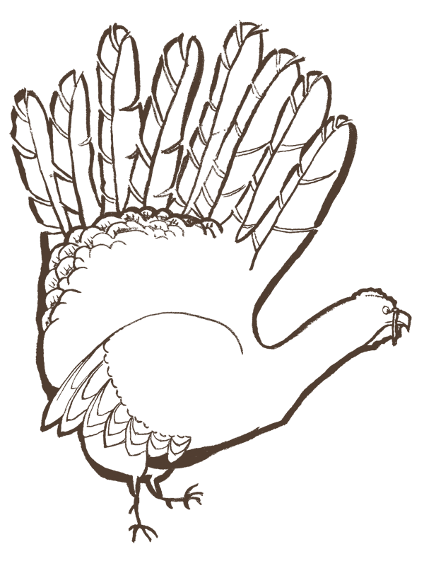 Thanksgiving Turkey: Very Quick Brush and Ink Sketch | Our Process