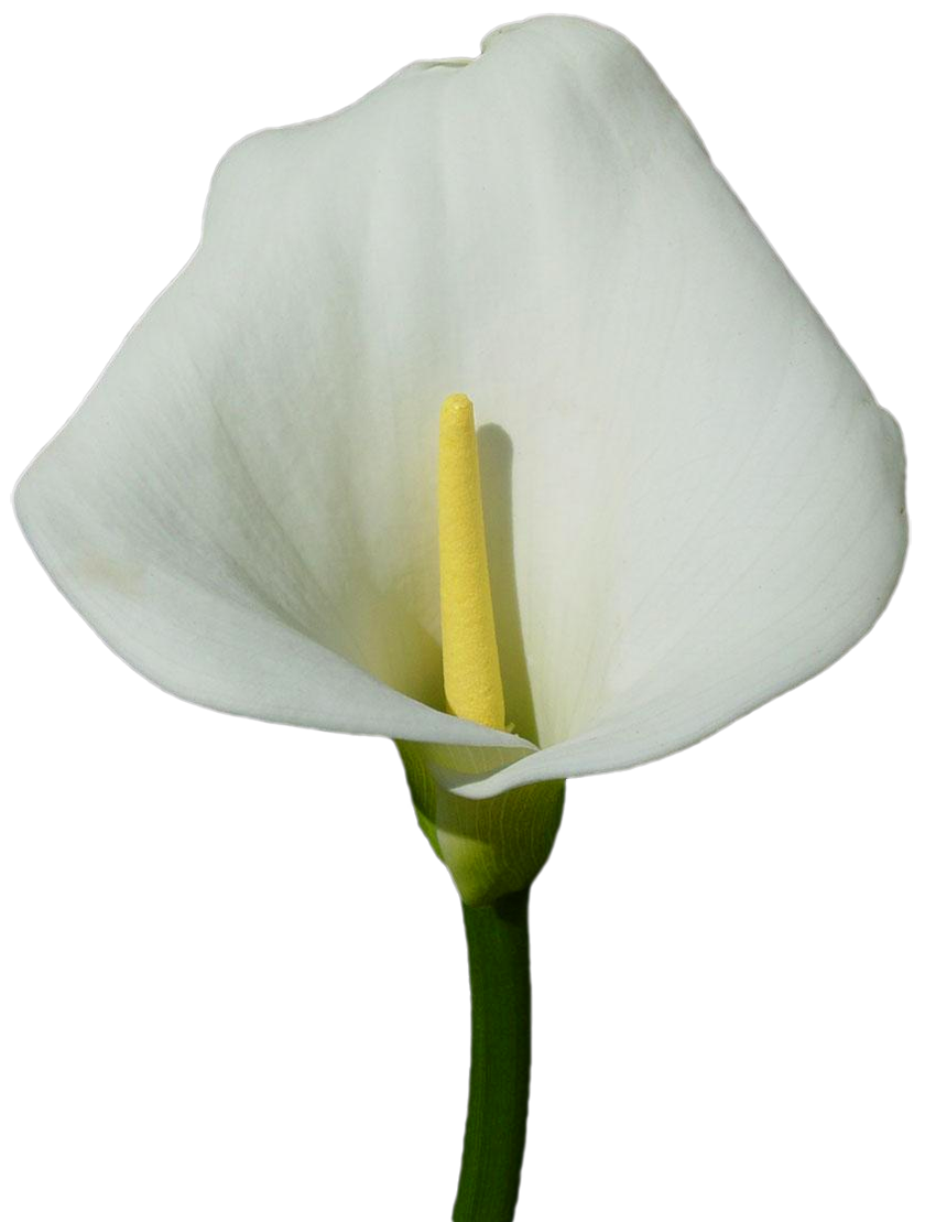 free clip art calla lily flower - photo #24