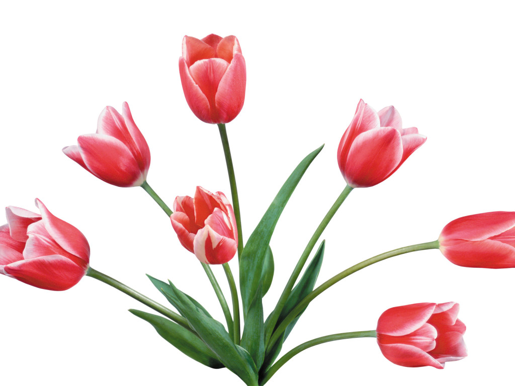 Images For > Tulip Flower Clip Art Outline