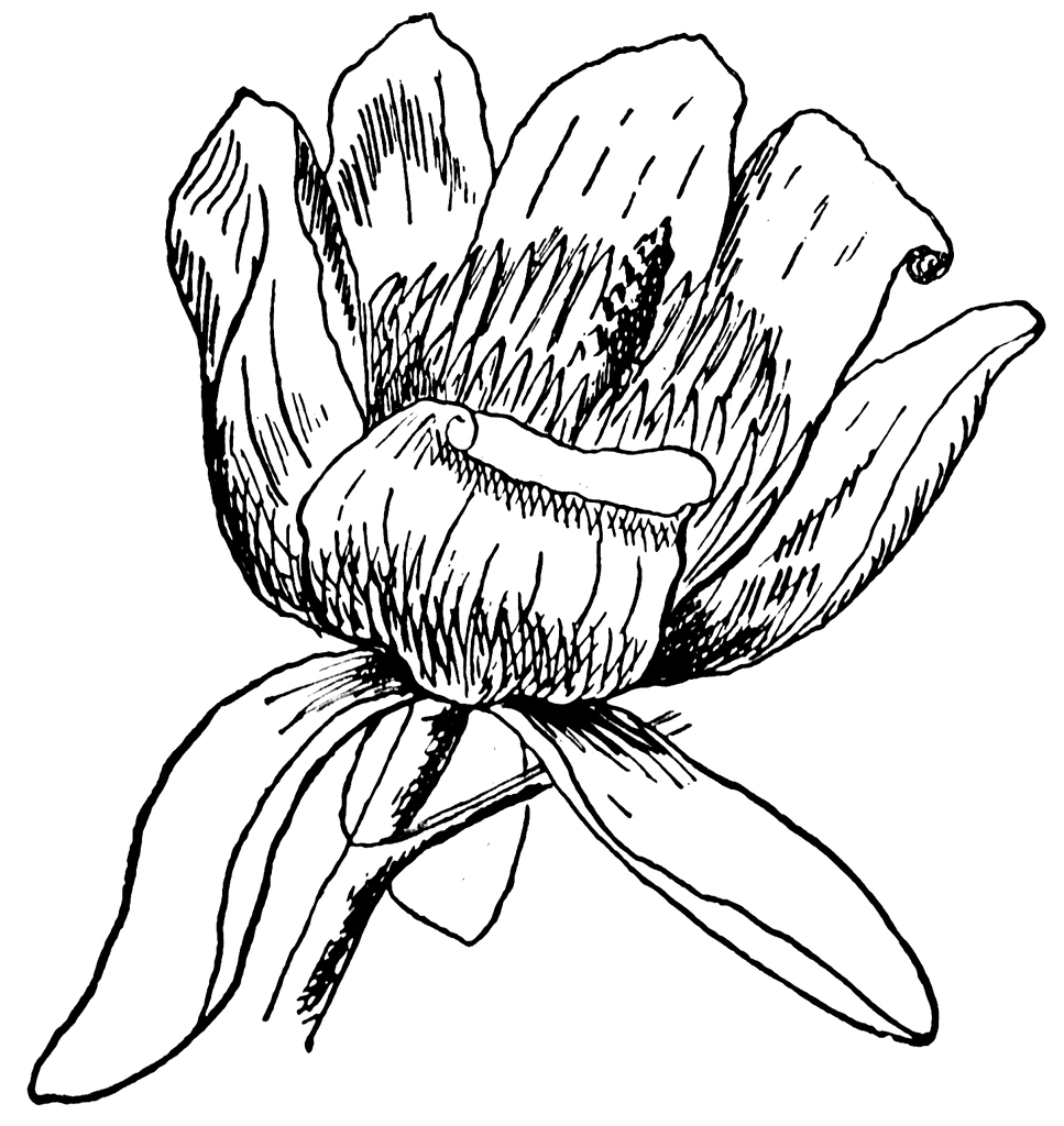 Tulip-Tree Flower | ClipArt ETC