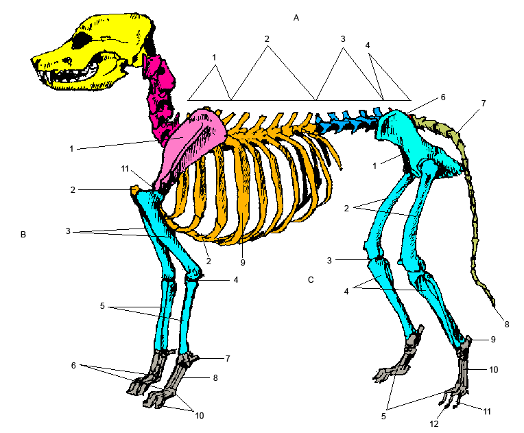File:Dog skeleton body section with numbers.png - Wikimedia Commons