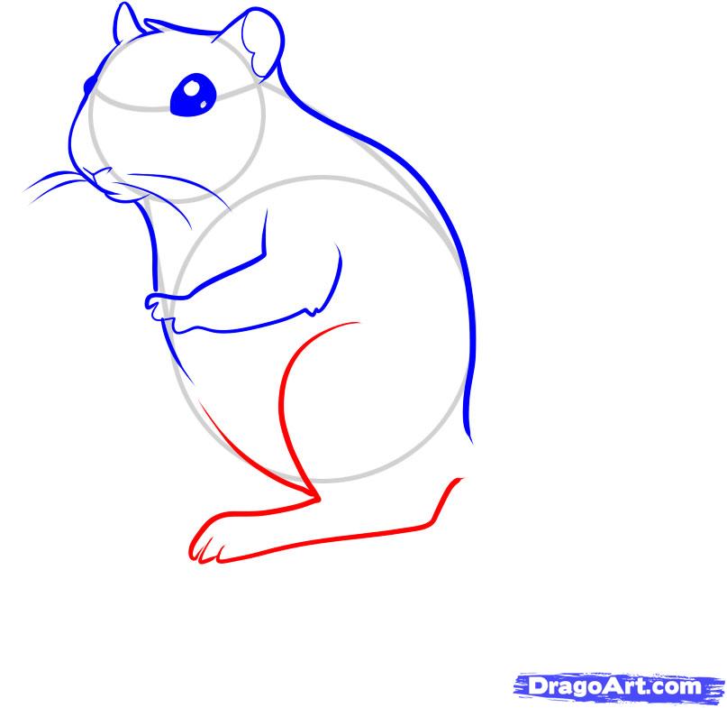How to Draw a Gerbil, Step by Step, Pets, Animals, FREE Online ...
