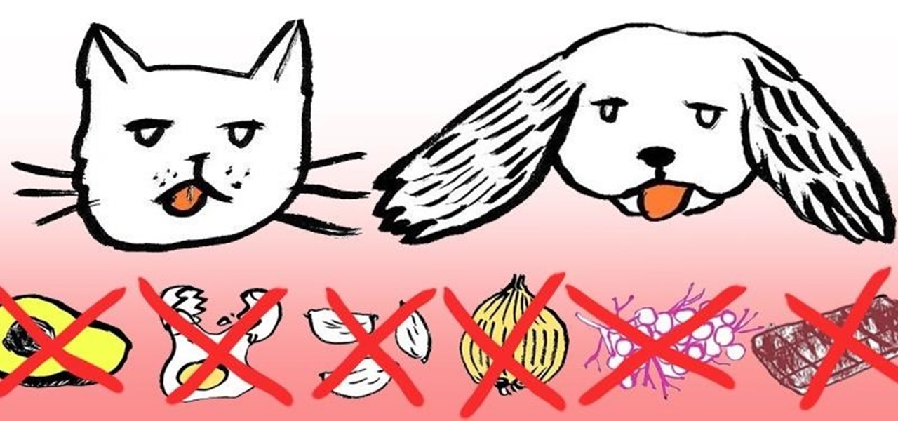 12 Dangerous People Foods You Should Never Feed Your Cat or Dog ...