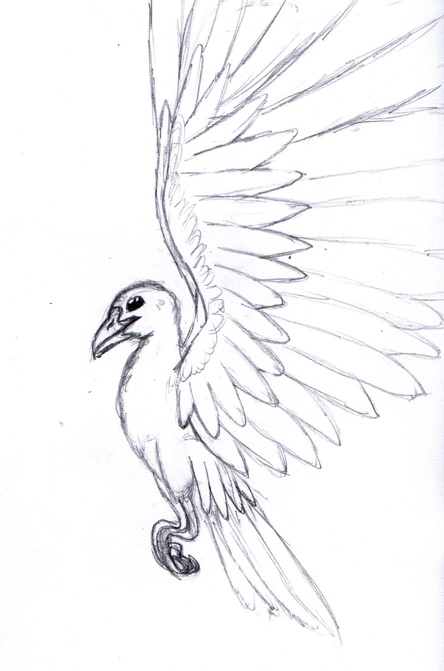 Drawings Of Birds Flying Photos