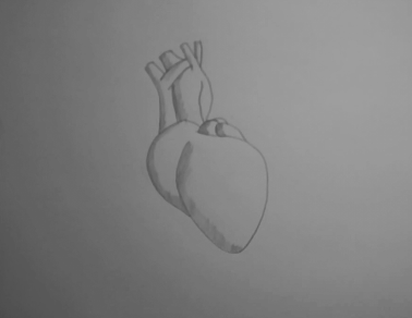How to Draw the Human Heart Step by Step | How to Draw Faster