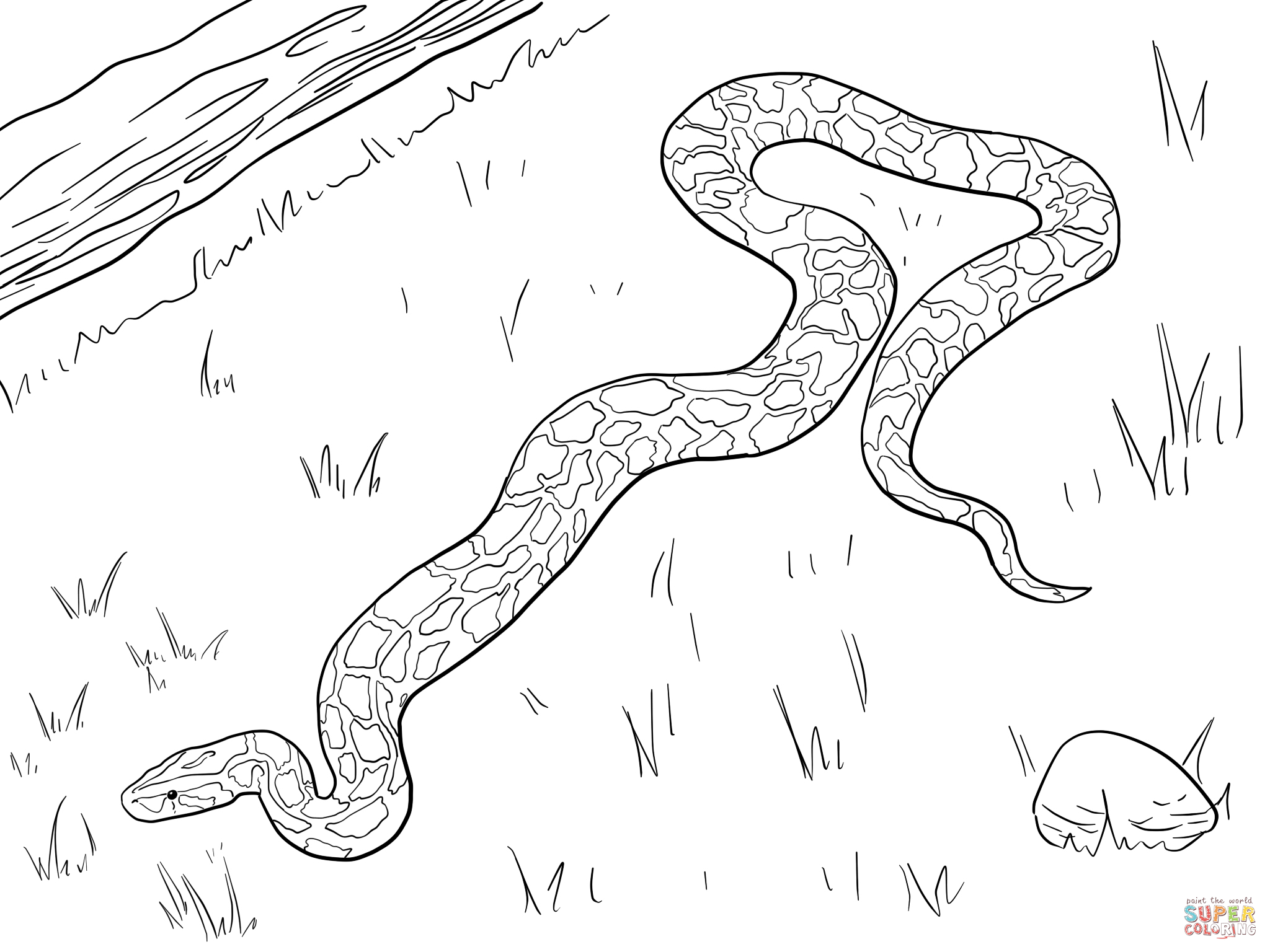 Large Burmese Python Coloring page | Free Printable Coloring Pages