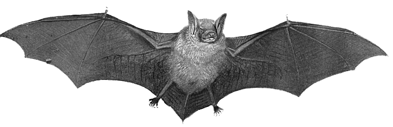 Free Real Life Bat Clip Art