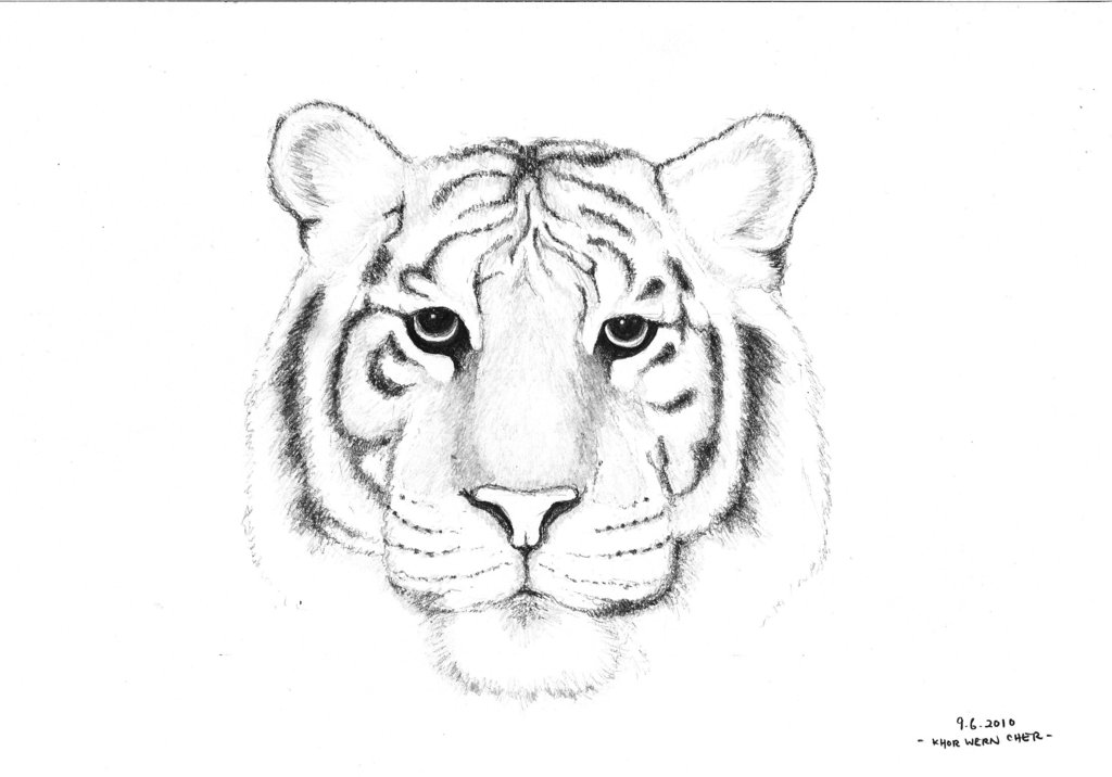 White Tiger by Bacafreak on DeviantArt