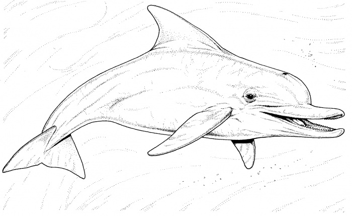 Bottlenose Dolphin Coloring Pages | ... Bottlenose Dolphins ...