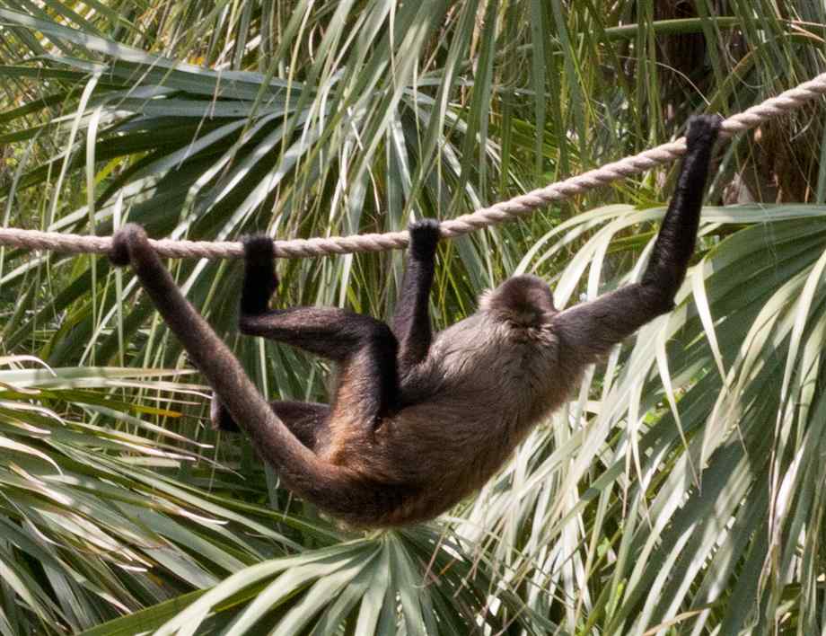 Pictures of Spider Monkeys (Page 2)