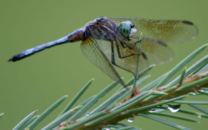 The Meaning of a Dragonfly: What Does a Dragonfly Symbolize?
