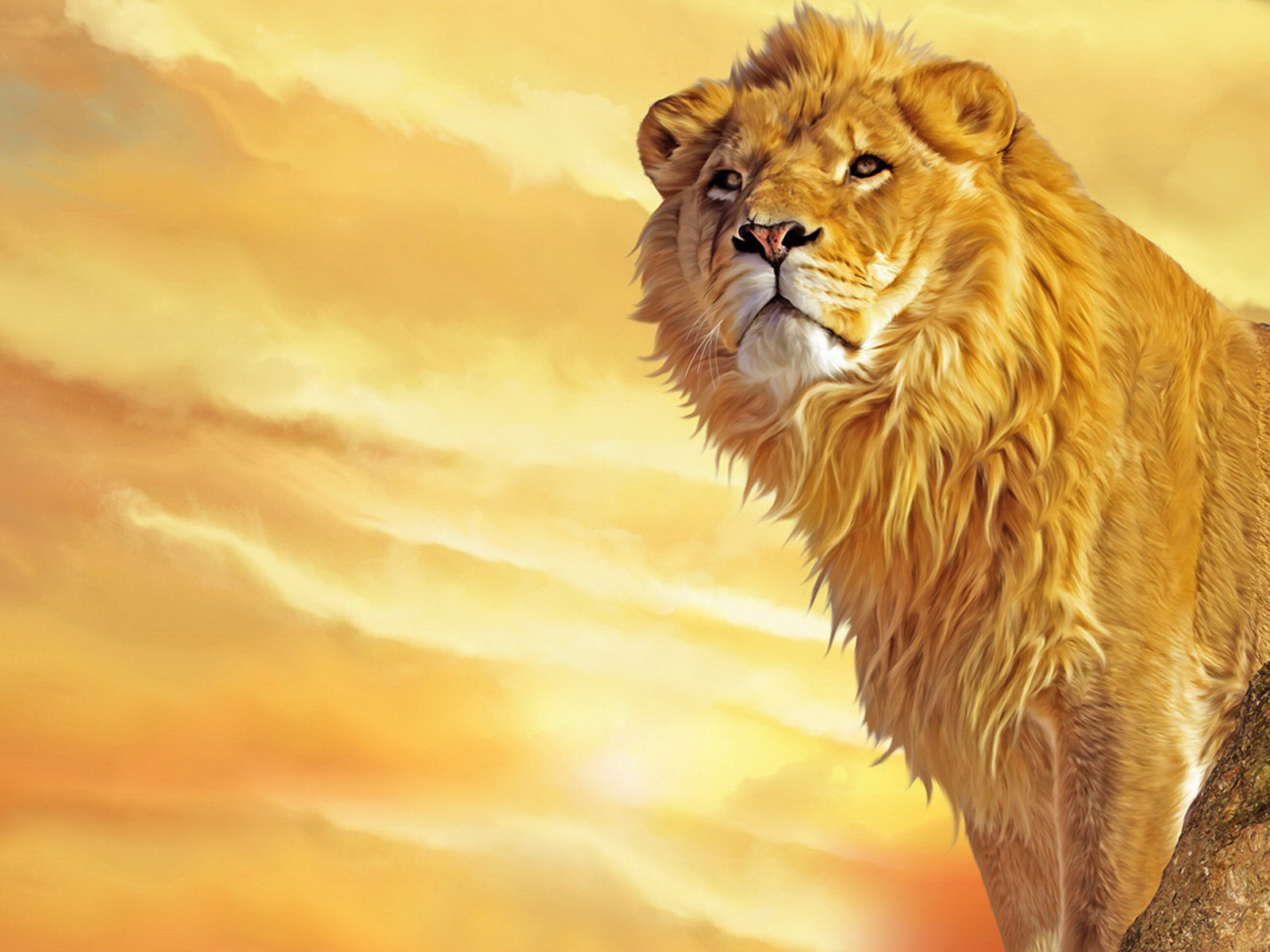Beautiful animated lion wallpapers