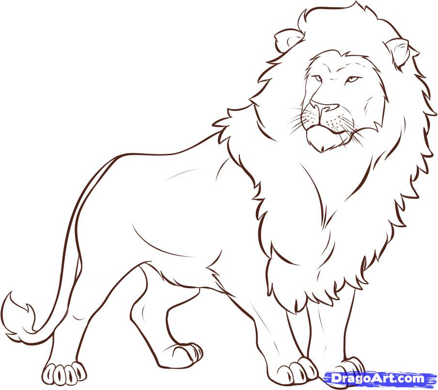 Lion Sketch | Viralnova