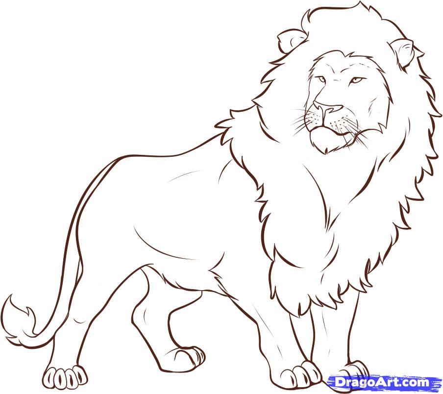 How To Draw A Lion Step By Step - Cliparts.co