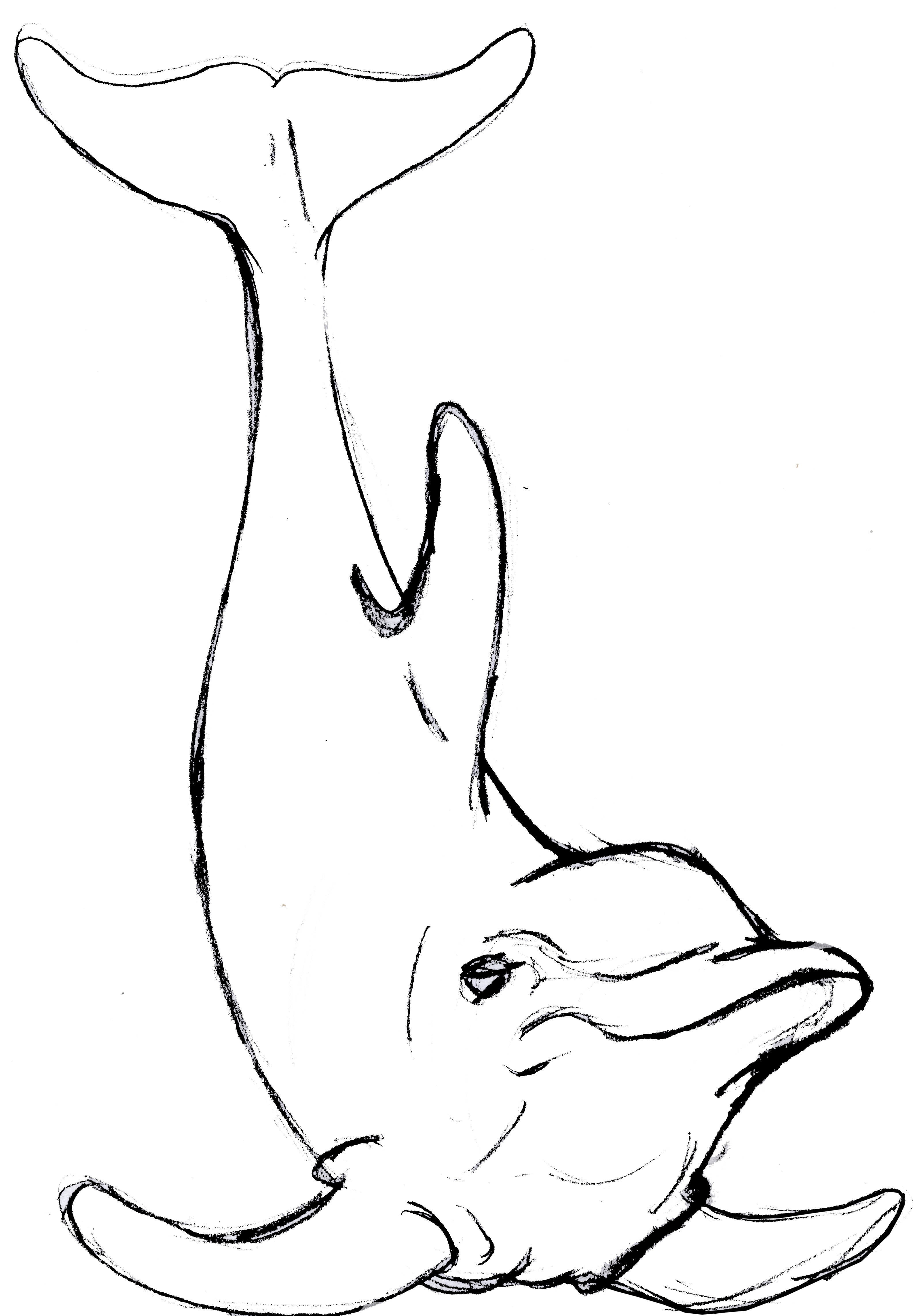 Dolphin Line Drawing Cliparts.co