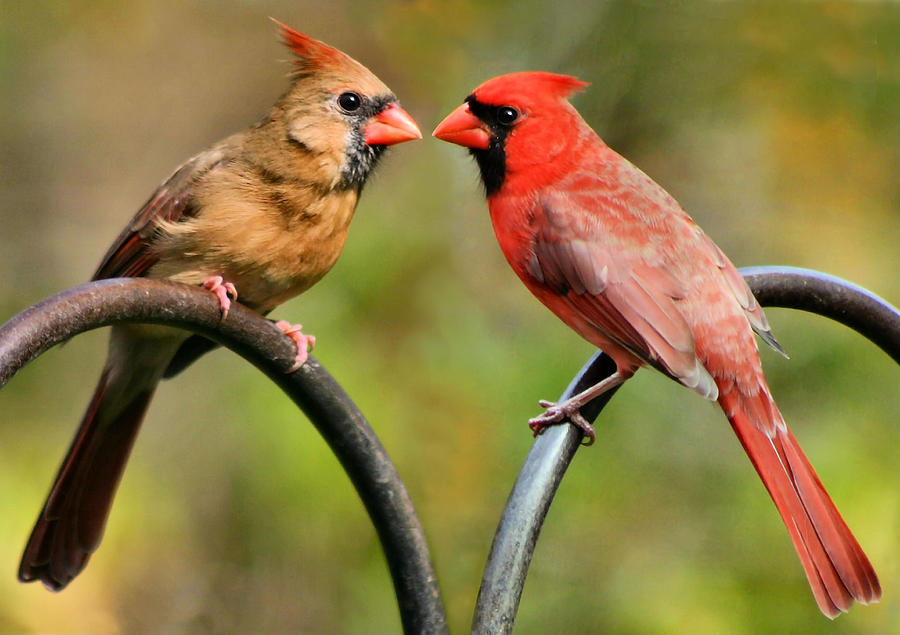 Miniature Bird – Cardinal Female | The Enchanted Acorn Fairy ...