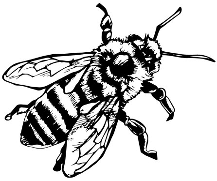 Honey Bee Drawing - Gallery
